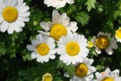 【注意事项】白晶菊怎么种 白晶菊的种植方法与注意事项