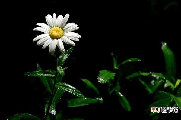 【注意事项】白晶菊怎么种 白晶菊的种植方法与注意事项