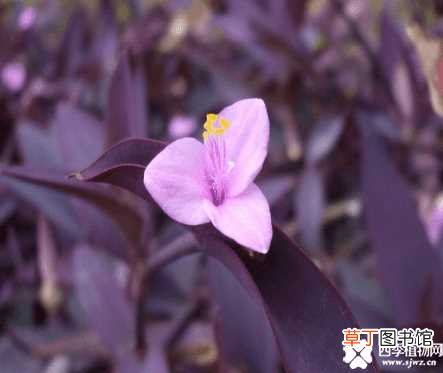 【养殖】紫鸭跖草有毒吗？ 紫鸭跖草养殖方法