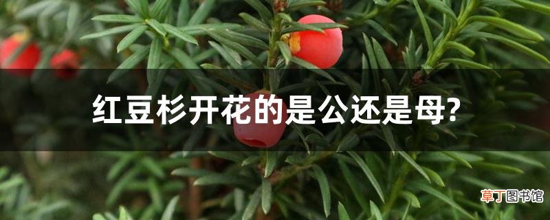 【开花】红豆杉开花的是公还是母？