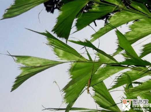 【作用】鱼尾葵的功效与作用 鱼尾葵的养殖方法