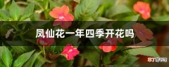 【开花】凤仙花一年四季开花吗