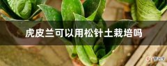【栽培】虎皮兰可以用松针土栽培吗