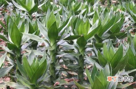 【繁殖】观音竹要怎么繁殖？这样养观音竹会更健康粗壮！