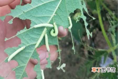 【植物】豆虫是什么，会危害哪些园林植物：豆虫是什么，会危害哪些园林植物