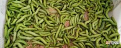 【植物】豆虫是什么，会危害哪些园林植物：豆虫是什么，会危害哪些园林植物