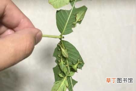 【有毒】竹节虫有毒吗，是益虫还是害虫：竹节虫有毒吗，竹节虫是益虫还是害虫