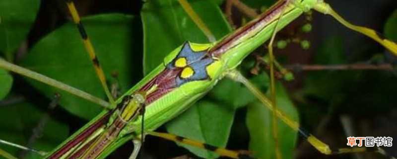 【有毒】竹节虫有毒吗，是益虫还是害虫：竹节虫有毒吗，竹节虫是益虫还是害虫