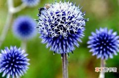 【种植】蓝刺头的种子种植方法 蓝刺花的繁殖方法