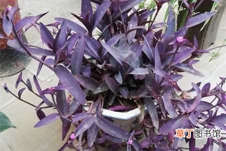 【养殖方法】紫竹梅的养殖方法和注意事项：光照，温度