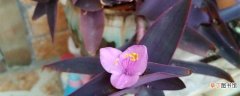 【养殖方法】紫竹梅的养殖方法和注意事项：光照，温度