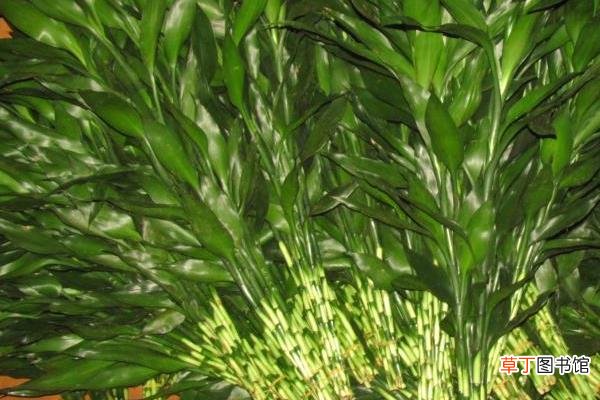 【养殖方法】富贵竹怎么养 富贵竹养殖方法与注意事项