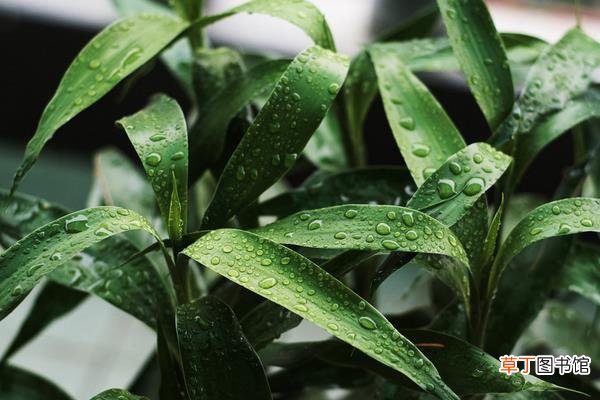 【水养】富贵竹怎么水养 家庭水培富贵竹的养殖方法与技巧