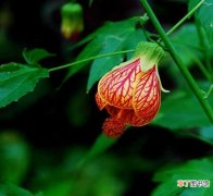 【花】悬铃花的养殖方法 悬铃花养殖的注意事项