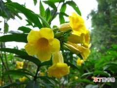 【花期】黄蝉花的花期 黄蝉花的养殖方法和注意事项