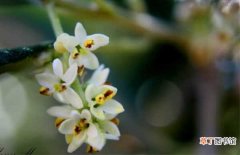 【养殖】橄榄花怎么养殖 养殖橄榄花的注意事项