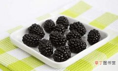 【养殖方法】黑莓的养殖方法和注意事项！这样养你的黑莓才能高产！