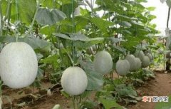 【种植】哈密瓜的种植方法