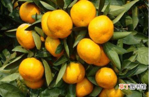 【种植】你知道鹿寨蜜橙为什么这么甜吗？鹿寨蜜橙的种植管理技术介绍！