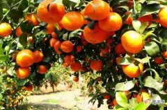 【树】砂糖橘怎么“修”才好吃？砂糖橘树怎么修剪？
