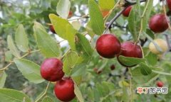 【枣树】酸枣树根的功效与作用有哪些？这几个药方加入酸枣树根能发挥大作用