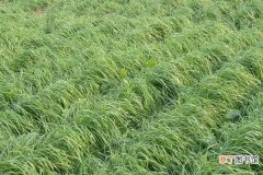 【种植】黑麦草种植时间及方法黑麦草的生长特性