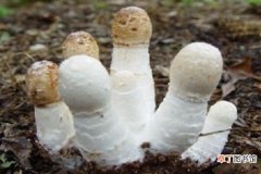 【栽培】鸡腿菇怎么种 鸡腿菇栽培技术