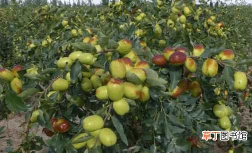【枣树】红枣树的种植与管理方法！想要红枣树结果多就要这样做！