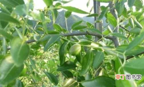 【枣树】红枣树的种植与管理方法！想要红枣树结果多就要这样做！