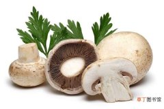 【种植】草菇怎么种 草菇种植技术