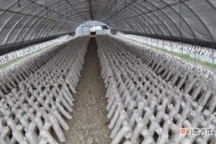 【大棚】蘑菇大棚种植技术 蘑菇怎么栽培