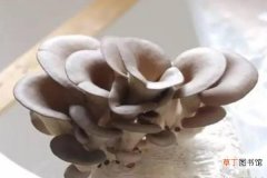 【蘑菇】自己在家如何种蘑菇 蘑菇是怎么长出来的