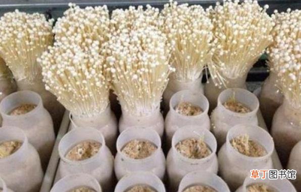 【种植】金针菇种植技术 金针菇怎么种