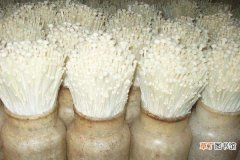 【种植】金针菇种植技术 金针菇怎么种