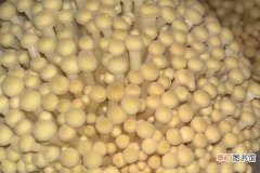 【方法】金针菇是怎么种出来的 金针菇的培育方法