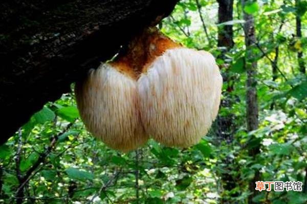 【种植】猴头菇种植技术 猴头菇长在什么地方