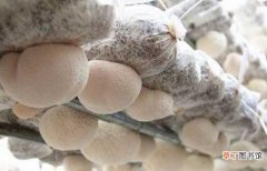 【栽培】猴头菇的栽培技术 猴头菇种植时间