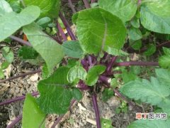 【红菜苔】种植红菜苔的最好时间是什么时候？点进来了解红菜苔种植技巧！