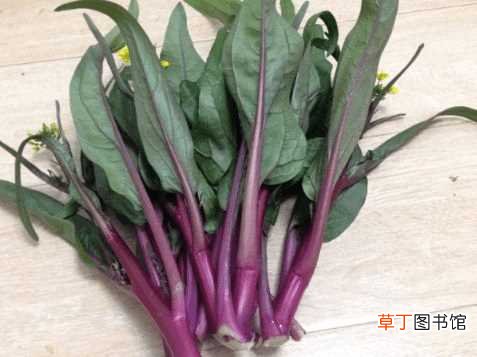 【红菜苔】种植红菜苔的最好时间是什么时候？点进来了解红菜苔种植技巧！