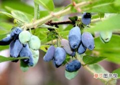 【种植】蓝靛果能治什么病 蓝靛果的种植技术
