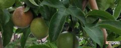 【香】百香果的种植方法：种植时间，挖取小苗
