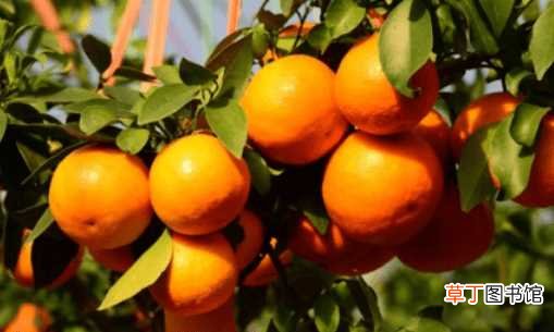 【修剪】柑橘树的整形修剪方法！掌握核心技术才能种好柑橘！