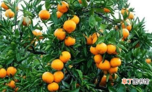 【修剪】柑橘树的整形修剪方法！掌握核心技术才能种好柑橘！
