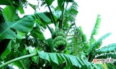 【芭蕉树】芭蕉树怎么养？想让你的芭蕉树更鲜绿要注意这几点！