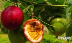 【香】百香果种植方法简介！种植百香果一定要注意这几点！