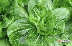 【生长】小白菜的病害怎么解决？学会这些让你的小白菜生长更健康！