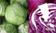 同样是包菜，紫色的包菜和绿色的包菜到底有什么区别？