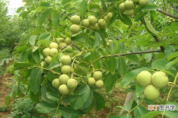 【桃树】核桃树的种植方法 核桃树怎么种植