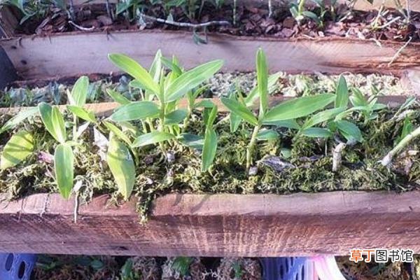 【栽培方法】铁皮石斛栽培方法 石斛种植环境