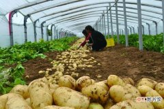 【土豆】大棚土豆种植技术